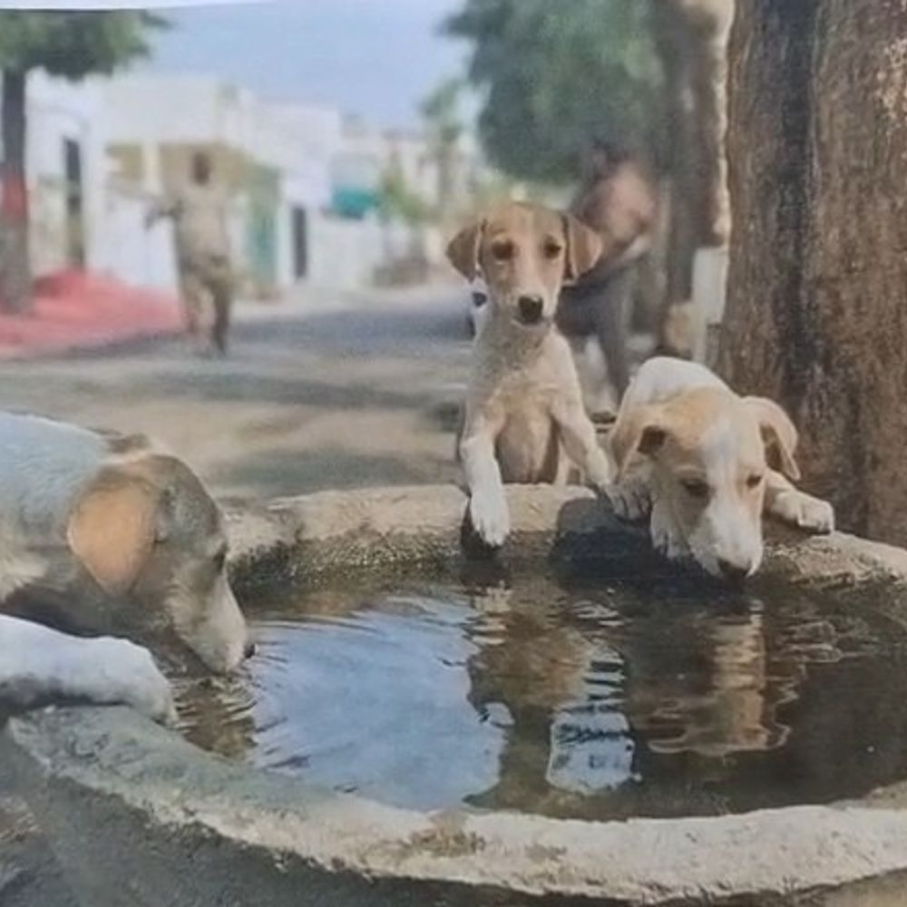 आवारा कुत्तों पर लगाम के लिए नया नियम:उन्नाव सदर में बनेगा जिले का पहला ABC सेंटर