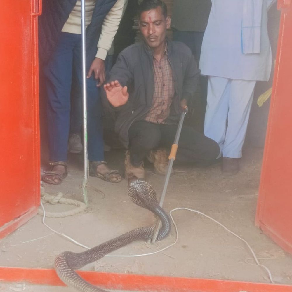 सागर में पकड़ाया 5 फीट लंबा मादा कोबरा:जर्दा गोदाम में रखी बोरियों के बीच छिपा था, 20 दिन पहले इसी गोदाम से पकड़ा था नर सांप