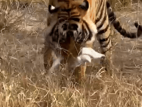 टाइगर ने एक परिंदे को बनाया अपना शिकार Video:  मलिक तालाब के पास रिद्धि के मेल शावक ने किया शिकार – Sawai Madhopur News