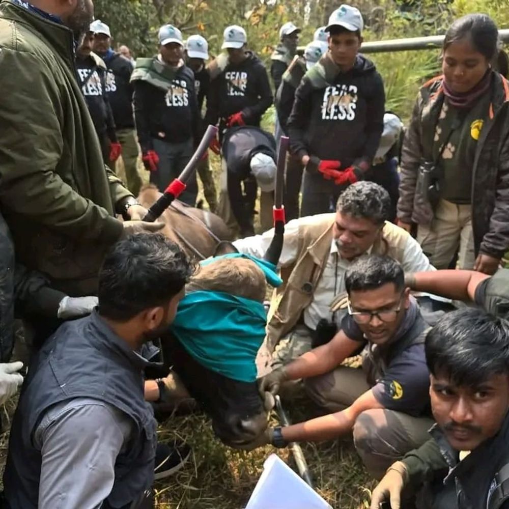 एसटीआर में ऑपरेशन बायसन:पहले दिन 5 बायसन भेजे, आज सुबह से रेस्क्यू शुरू