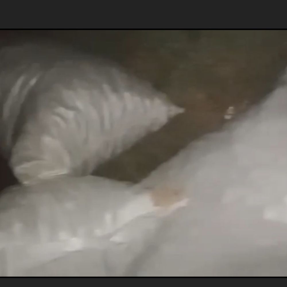 भारत-नेपाल सीमा पर ब्राजीली मक्का की तस्करी, VIDEO:पिकअप, ट्रैक्टर और अन्य वाहनों से बड़ी खेप सीमा पार कराई जा रही