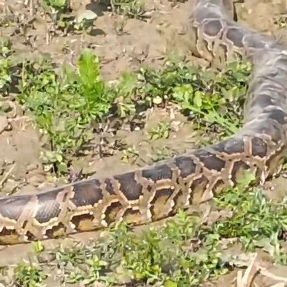 15 फीट लंबा अजगर खेत में दिखने से मचा हड़कंप:सीतापुर में ग्रामीणों ने देखा, शोर सुनकर नदी में उतरा
