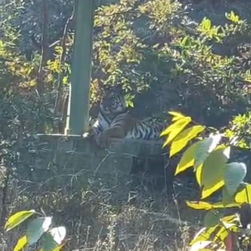 बांधवगढ़ की ऐतिहासिक छतरी में दिखा बाघ शावक:ताला जोन में पर्यटकों ने डेढ़ वर्षीय शावक को अठखेलियां करते देखा