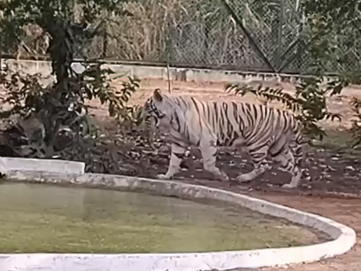 नन्हे शावक को मुंह में दबाकर ले जाती दिखी बाघिन:इंदौर जू में बढ़ा बाघों का कुनबा, सफेद बाघिन 'पहर' ने 3 शावकों को दिया जन्म