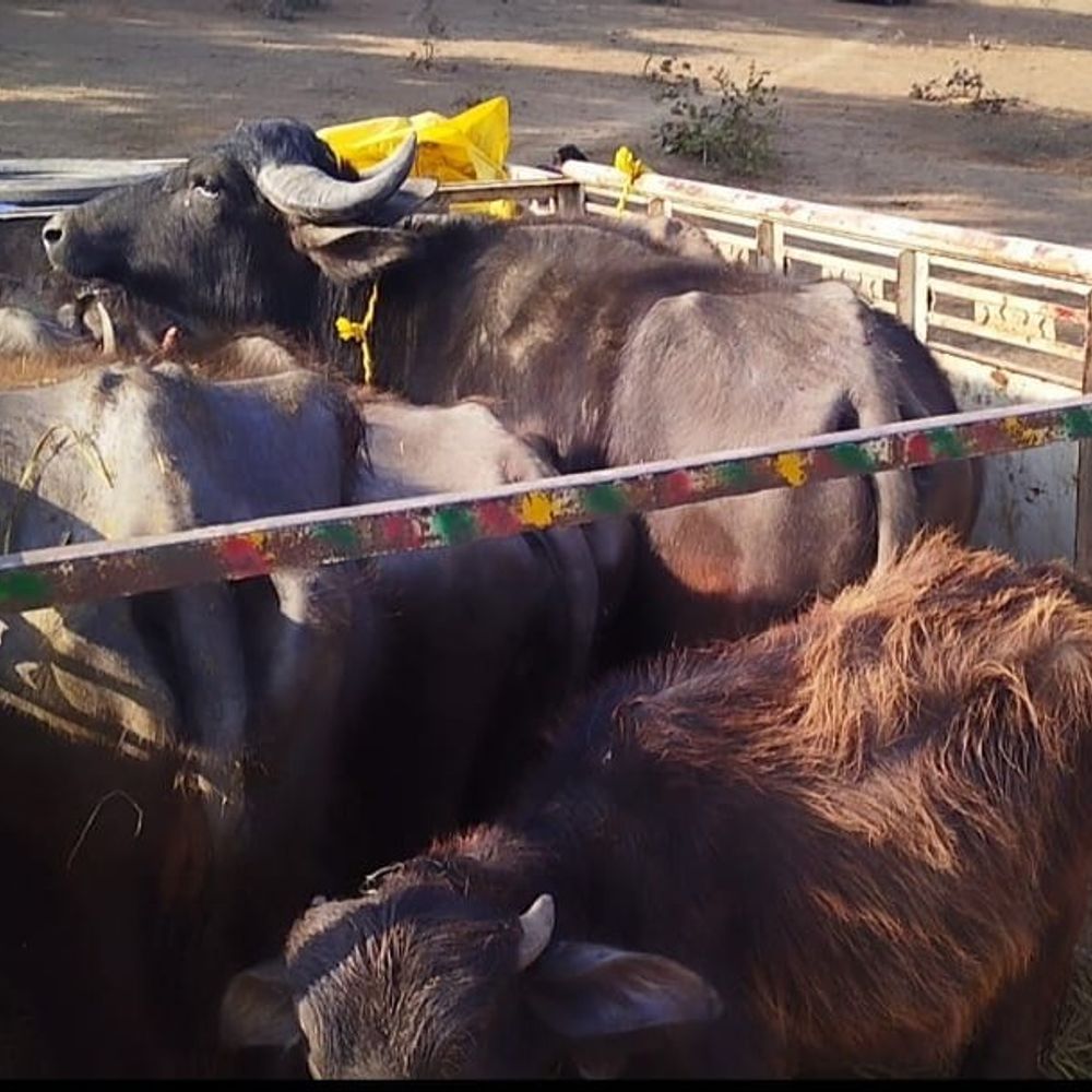 अनूपपुर: पशु तस्करी करते 5 तस्कर गिरफ्तार:  कोतमा पुलिस ने 10 मवेशी बरामद किए, जंगल से भी मिले – Anuppur News