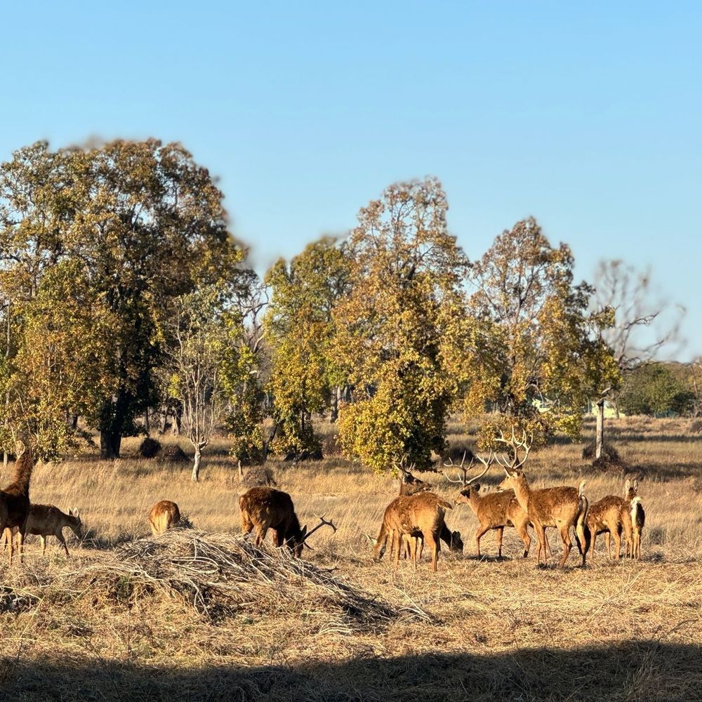 बारहसिंगा दो साल में 48 से बढ़कर 62 हुए:  14 नए शावक कुनबे में शामिल, बांधवगढ़ में चार दशक बाद लौटे – Umaria News