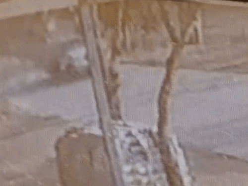 पंचकूला में बच्चों से भरी पिकअप गाड़ी पलटी, VIDEO:  15 बच्चे सवार, गणतंत्र दिवस का कार्यक्रम देखने जा रहे थे, साफ्ट टूटने से हदासा – Panchkula News