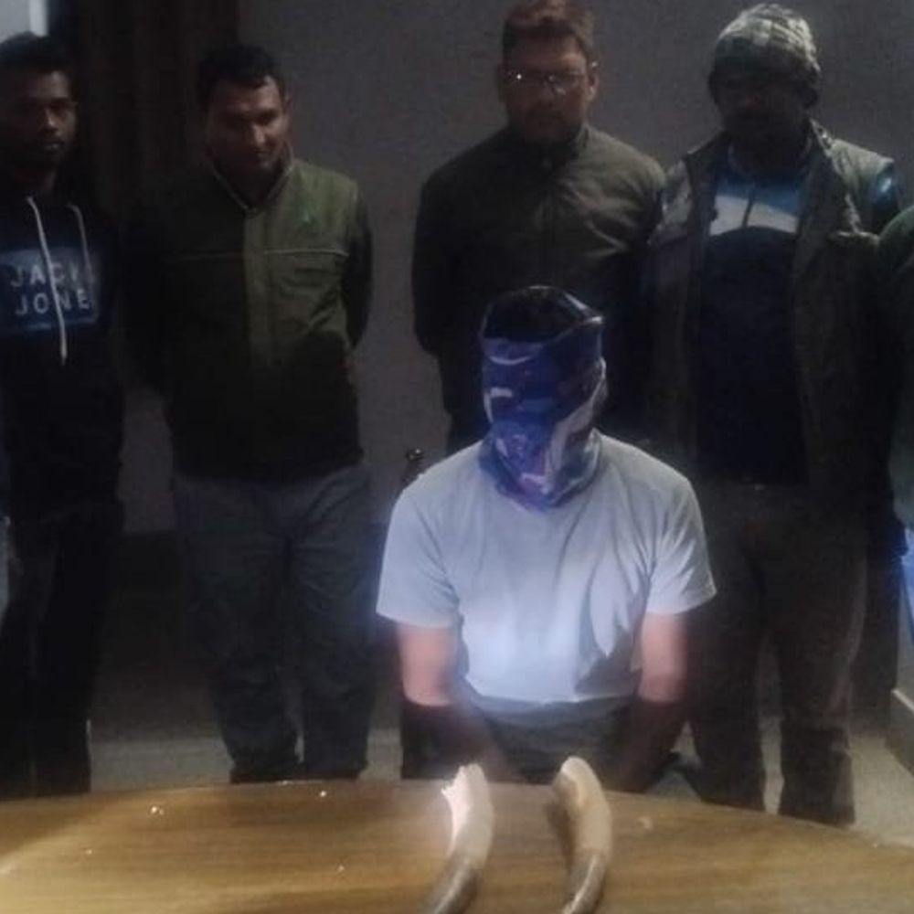 पलामू में दो हाथी दांत के साथ तस्कर गिरफ्तार:  मिर्चइया वाटरफॉल के पास वाइल्डलाइफ क्राइम कंट्रोल ब्यूरो की कार्रवाई – latehar News