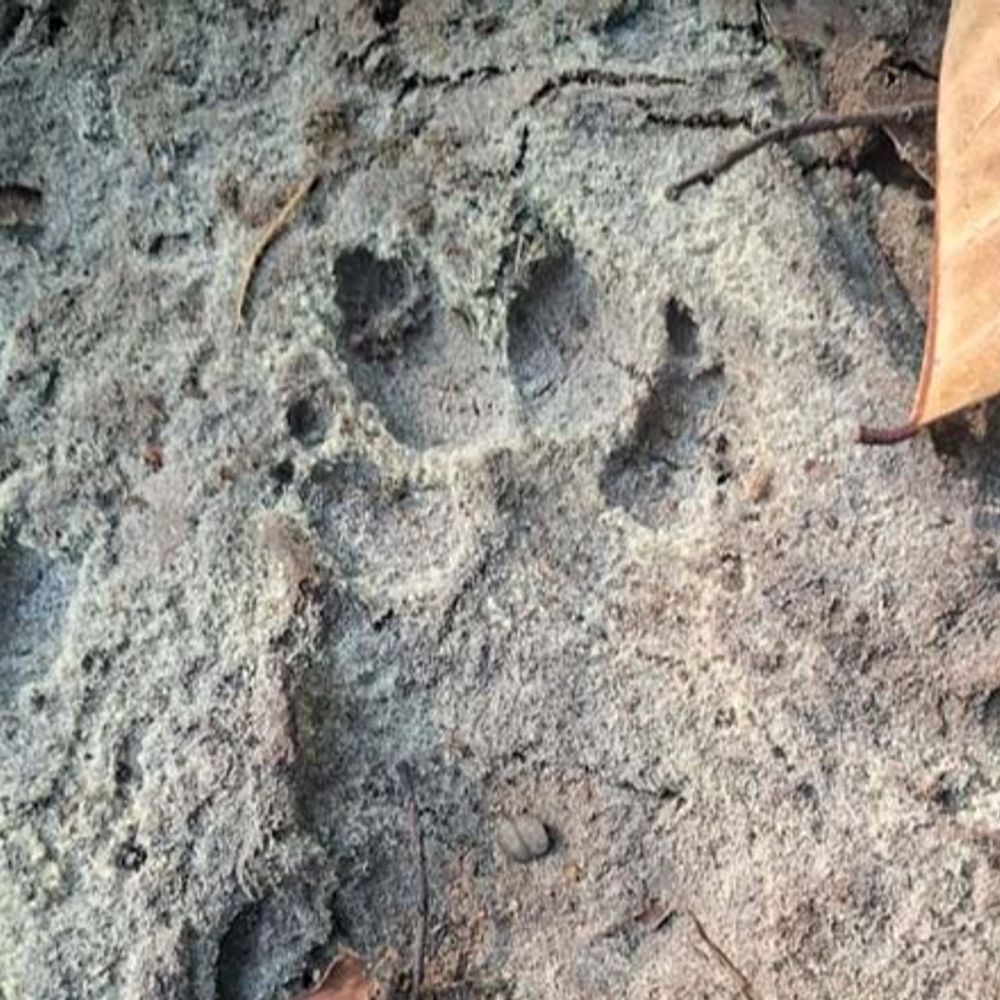 रायगढ़ के जंगलों में हो रही वन्यप्राणियों की गिनती:भ्रमण कर वन्यजीवों के निशान दर्ज कर रहे वनकर्मी; 4 साल में एक बार होता है