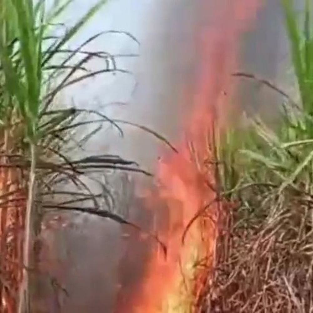 आजमगढ़ में गन्ने के खेत में लगी भीषण आग:  25 बीघे से अधिक की फसल जलकर हुई खाक, आग के कारणों का नहीं चल सका पता – Azamgarh News