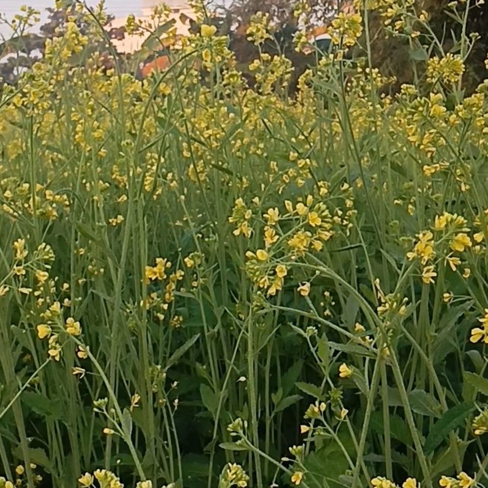 समस्तीपुर में कल हो सकती बूंदाबांदी:  गरज वाले बन सकते हैं बादल, तेज पछिया हवा चलने की भी संभावना – Samastipur News