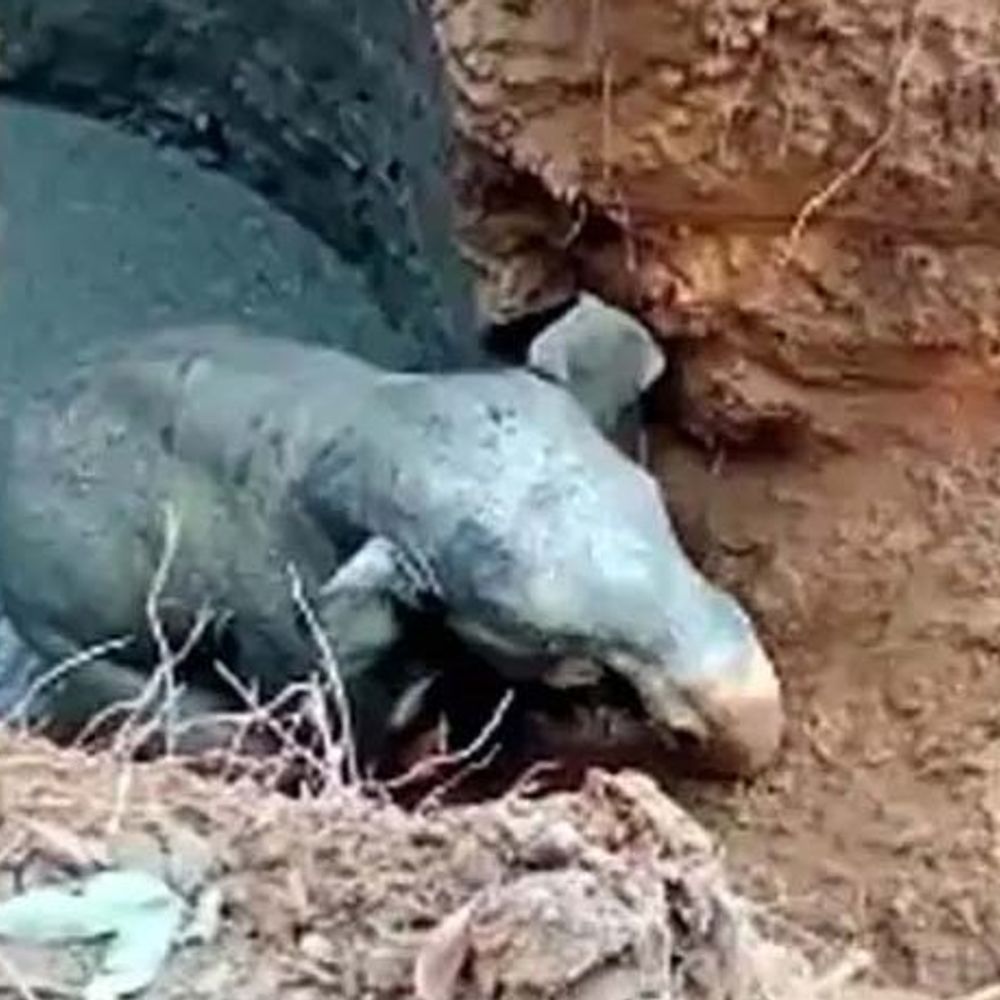 जंगल किनारे कुओं में लगेगी जाली, बनेगी दीवार:42 कुएं चिन्हित किए गए, हाथियों को बचाने वन विभाग की पहल