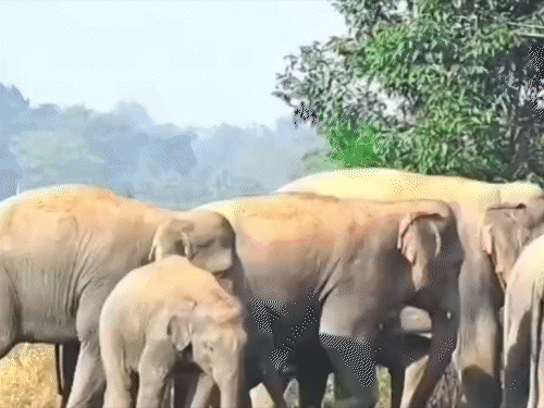 लोहरदगा से गुमला पहुंचा 22 हाथियों का झुंड:  वीडियो बनाने के लिए पास जाते दिखे लोग, झुंड में हाथियों के छोटे बच्चे भी हैं शामिल – Gumla News