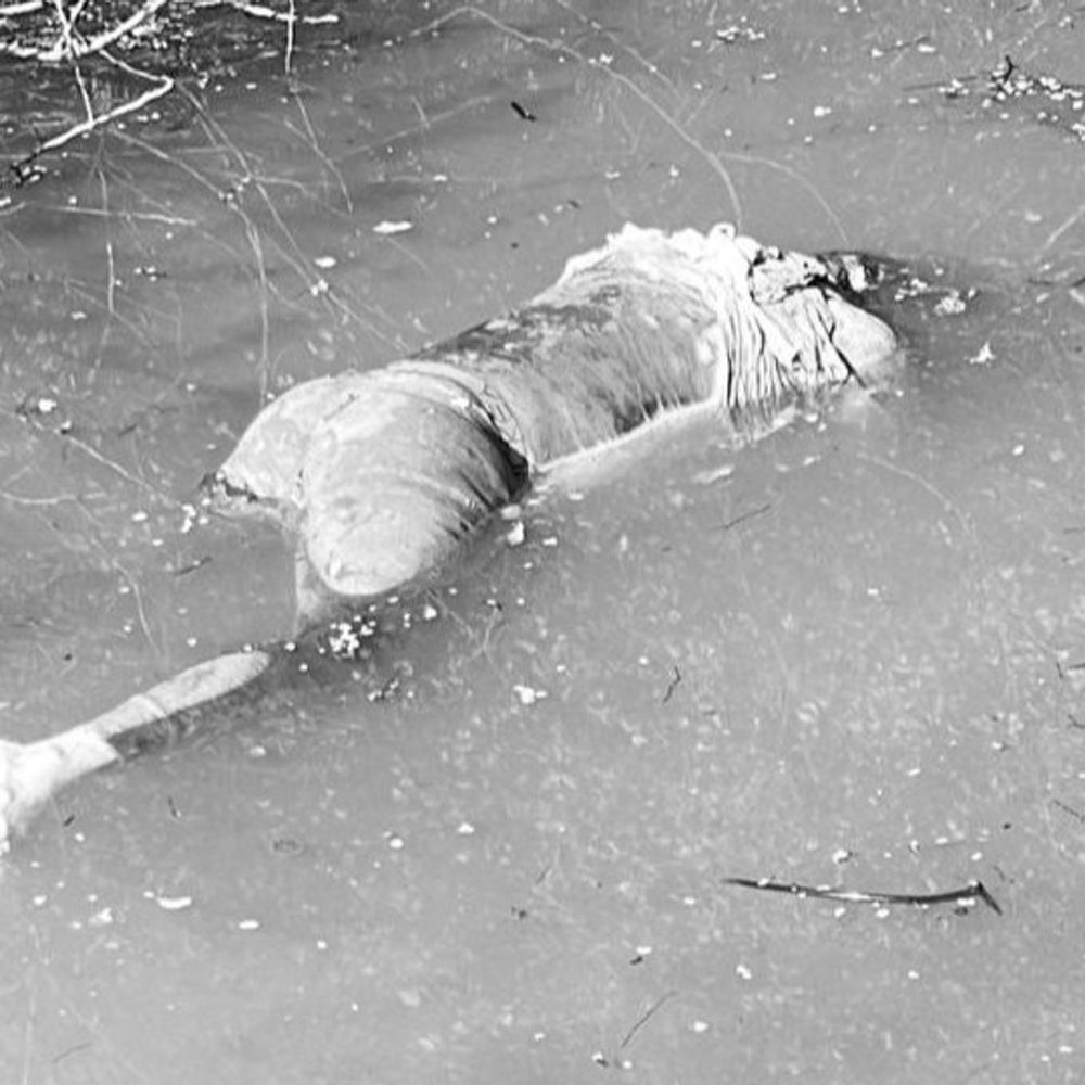 मुल्लापुर दाखा में मिला व्यक्ति का शव:  पानी में पड़ा, बुरी तरह से गला, नहीं मिला पहचान संबंधी दस्तावेज – Jagraon News