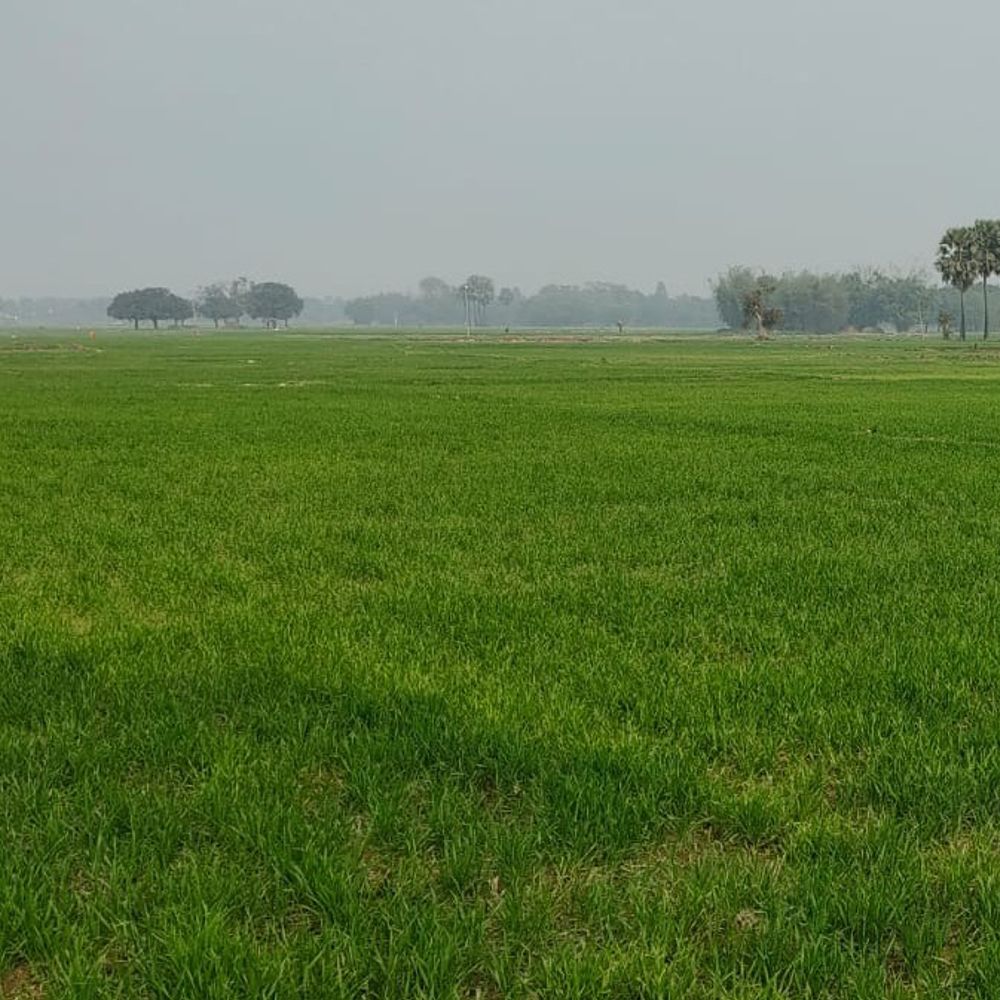 सहरसा में 4 दिन शुष्क रहेगा मौसम, बढ़ेगा तापमान:  कृषि विभाग ने रबी फसलों के लिए दी सलाह, सिंचाई के बाद 30 किलो नत्रजन देने की अनुशंसा – Saharsa News