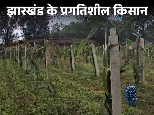 ड्रैगन फ्रूट की खेती से लिखी सफलता की कहानी:  लातेहार की महिला किसान सिबलिन बाड़ा कहलाती हैं “ड्रैगन लेडी”, ‎गांव में ला रही बदलाव – latehar News