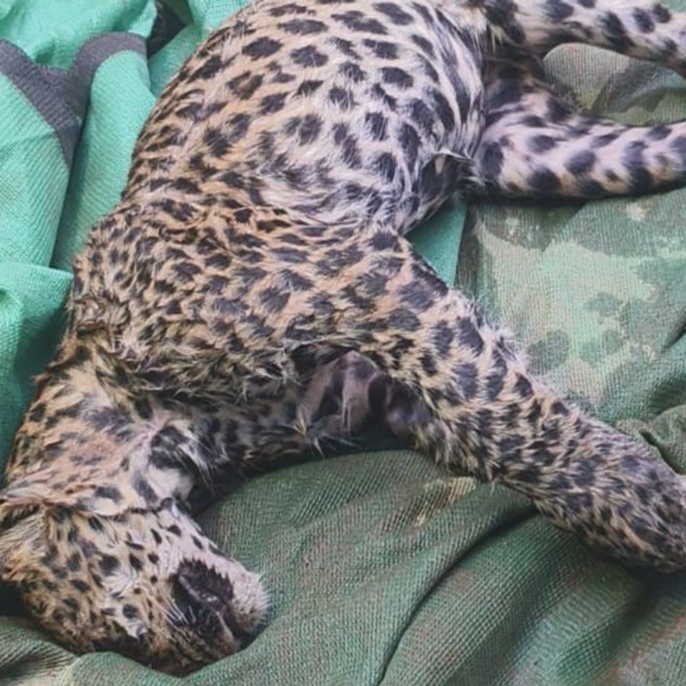 तेंदुए के बच्चे की कुएं में गिरने से मौत:  सूरजपुर में हुई घटना, वन विभाग जांच में जुटा – Surajpur News