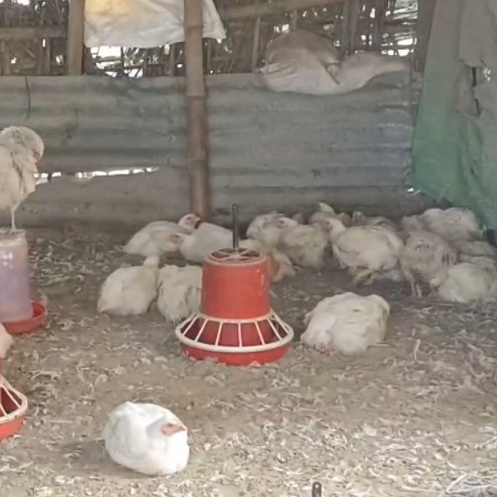 किशनगंज में मुर्गियों की मौत की शिकायतें:बर्ड फ्लू की आशंका से पशुपालकों में चिंता, जांच जारी