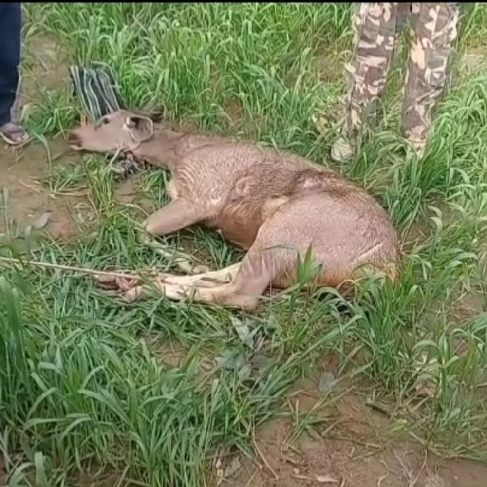 गुरदासपुर में हिरण को बुजुर्ग ने बचाया:  दो युवक पकड़कर बांध रहे थे; वन विभाग के अधिकारी बोले- काठलोर के जंगल में छोड़ेंगे – Batala News