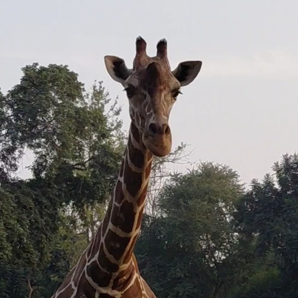 पटना जू में मादा जिराफ 'शांति' की मौत:21 साल की उम्र में ली आखिरी सांस, अदला-बदली कार्यक्रम के तहत USA से लाया था पटना