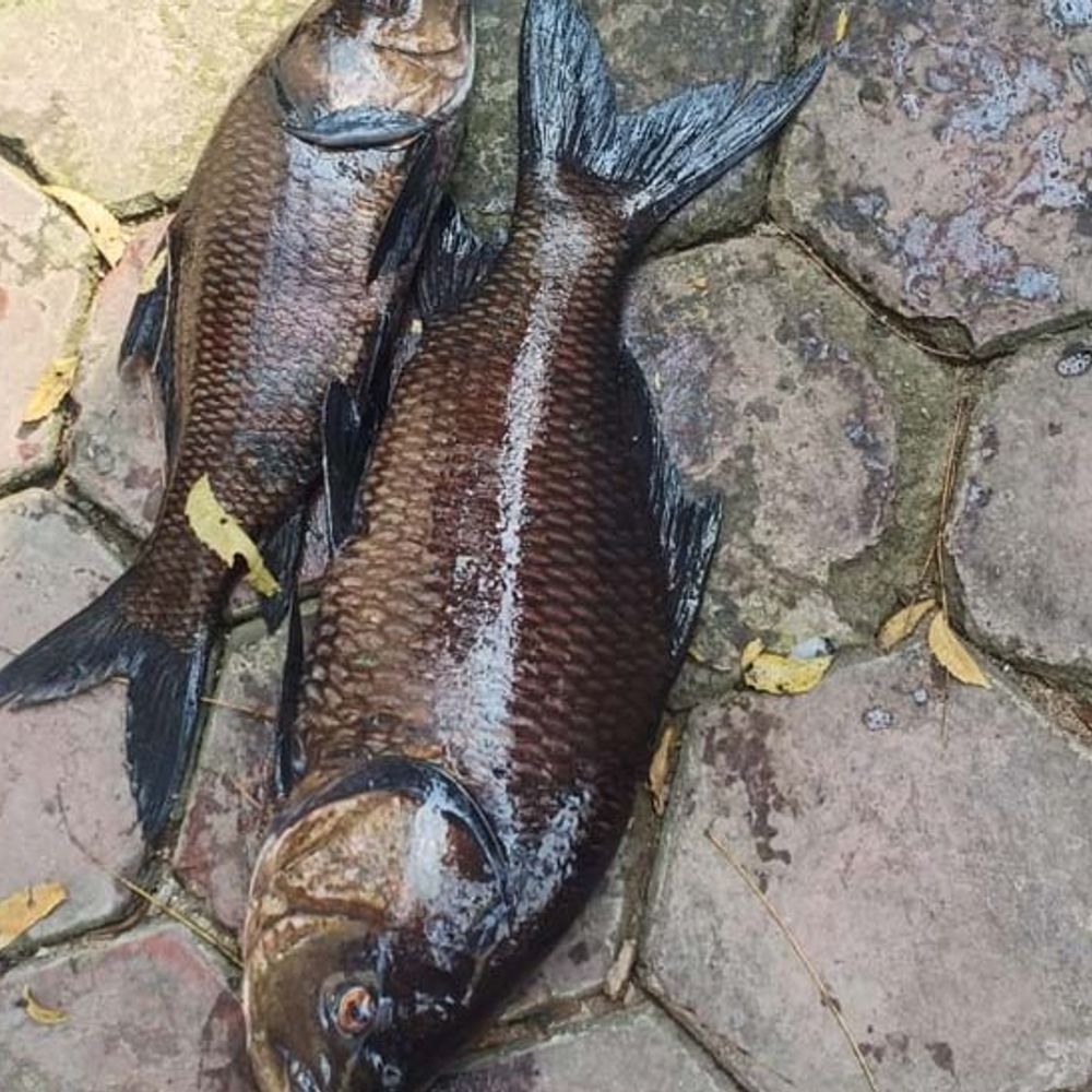 machli gane 1770133254