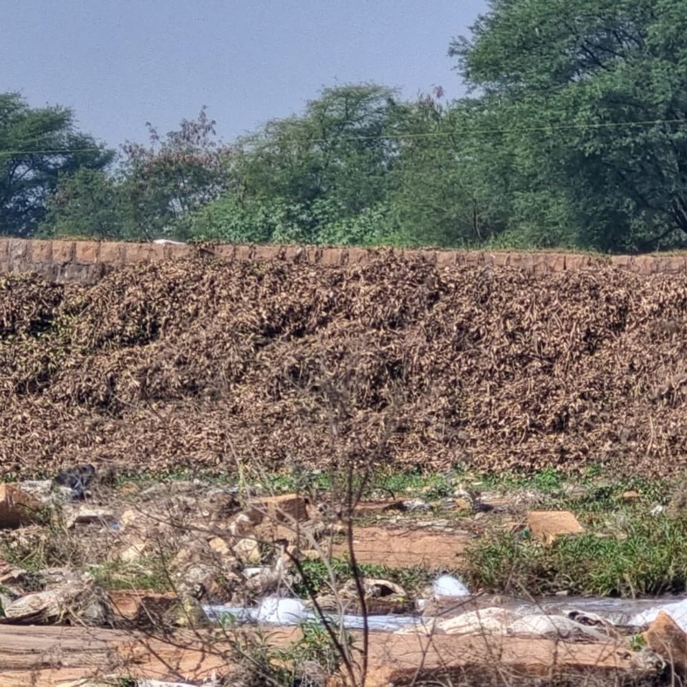 सिंधिया के निर्देश पर जाधव सागर से जलकुंभी हटाई:  किनारे छोड़ने से संकट फिर बढ़ने लगी, वैज्ञानिक तरीके से नहीं किया नष्ट – Shivpuri News