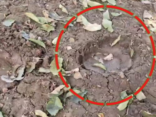 कोडरमा में हाथियों का कहर, तीन दिनों से डेरा:  रात में गांव में बोलते हैं धावा, आलू की फसल और घर के बाहर रखा धान बर्बाद – koderma News