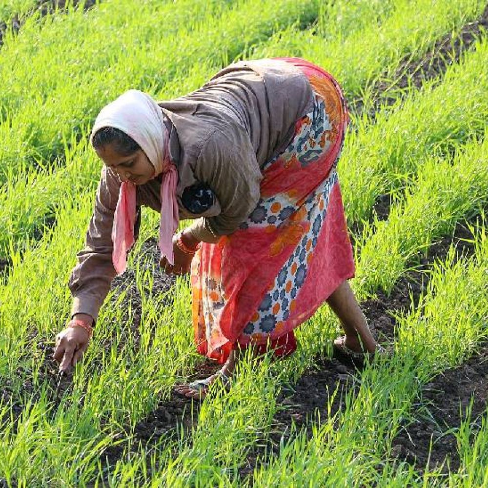 पोषक अनाज के उत्पादन में मप्र तीसरे स्थान पर‎:मोटे अनाज की ओर लौट रहा प्रदेश का किसान, देश में 12.17 फीसदी है हिस्सेदारी‎