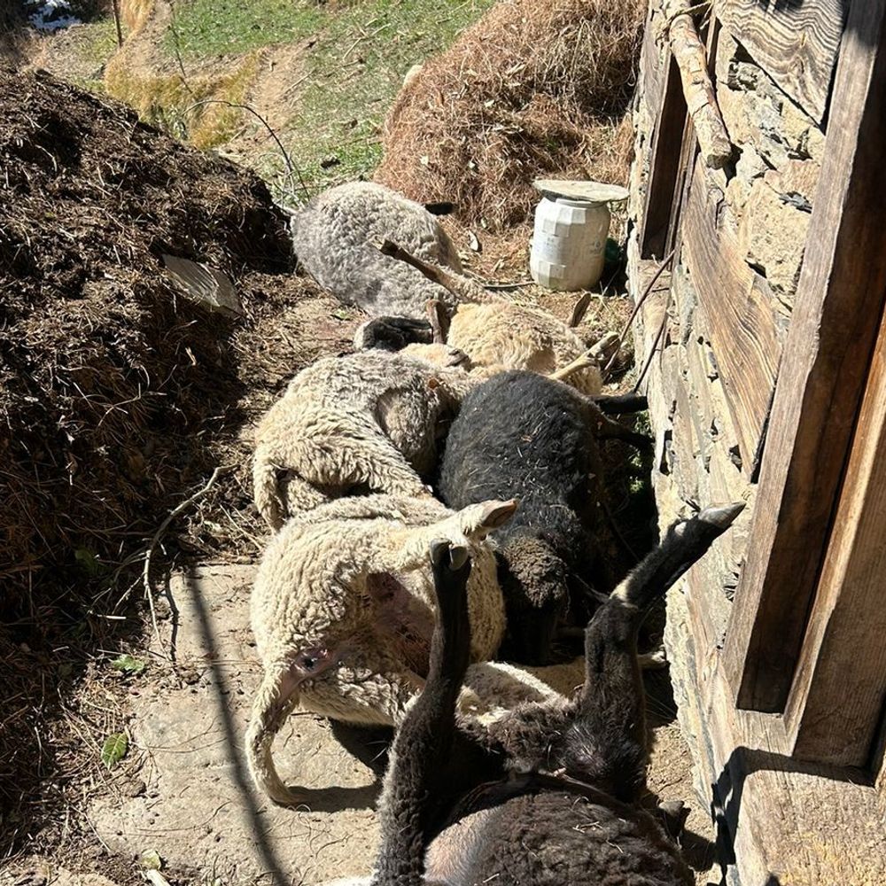 हिमाचल में तेंदुए का आतंक:  एक रात में 25 भेड़ों का शिकार, बालीचौकी क्षेत्र के लोगों में दहशत, भेड़-पालक को लाखों का नुकसान – Mandi (Himachal Pradesh) News