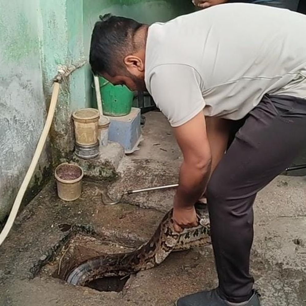 घर की पाइपलाइन से निकला 9 फीट का अजगर VIDEO:  12 किलो वजनी सांप को पकड़कर जंगल में छोड़ा, रेस्क्यू देखने जुटी भीड़ – Korba News