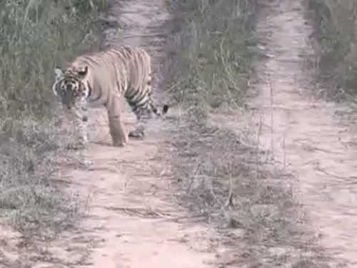 शहर के बगल में अंधेरी में तीन-तीन टाइगर VIDEO:  बाघिन ST-2302 अपने दो शावकों के साथ ट्रैक के बीच में बैठी रही – Alwar News