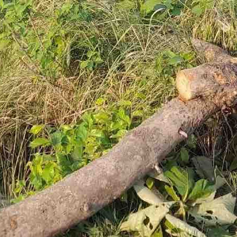 पुलिस कमिश्नर के आदेश पर FIR:विवादित प्लॉट में हरे पेड़ काटने को लेकर मामला