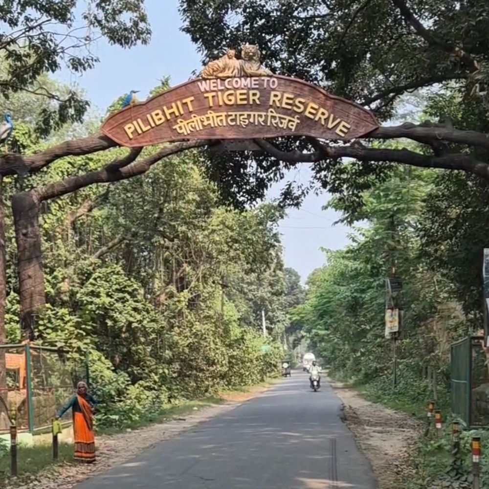 पीलीभीत टाइगर रिजर्व में मोबाइल बैन:SC के निर्देश पर वन विभाग ने लिया फैसला