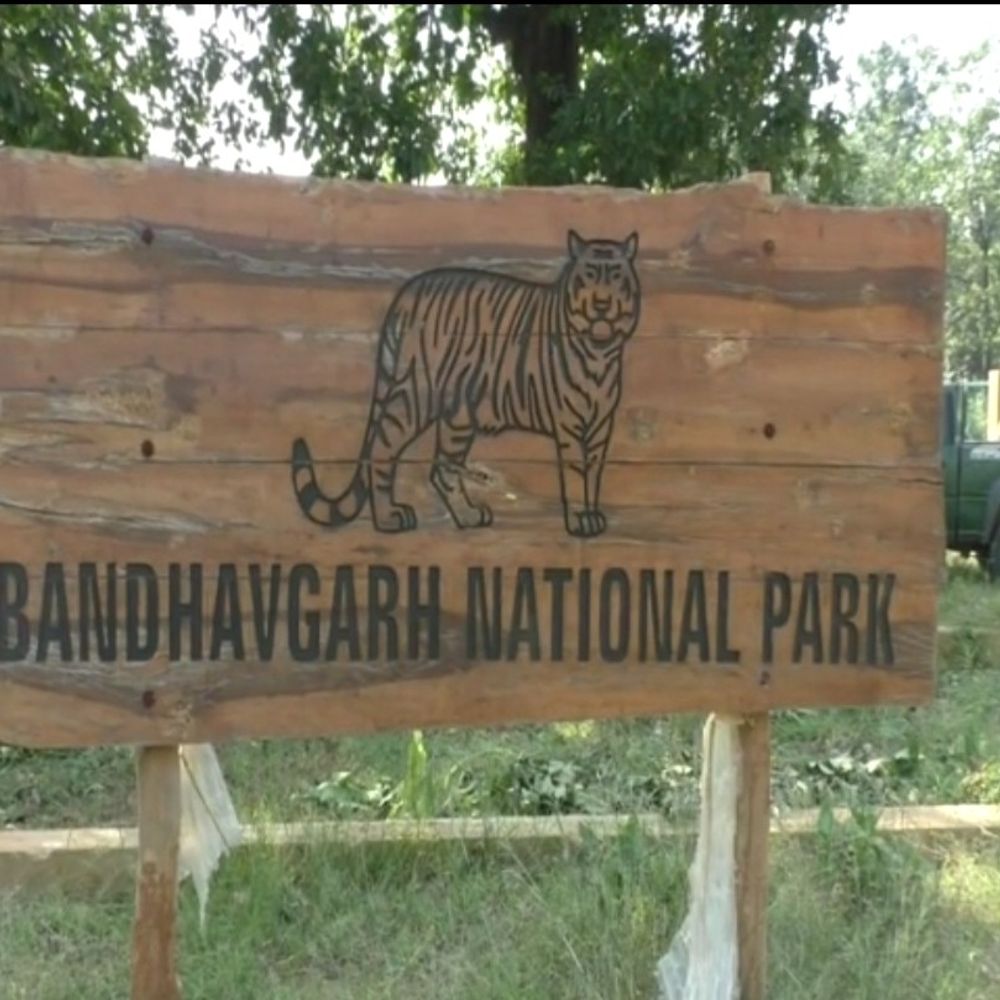 बांधवगढ़ टाइगर रिजर्व में 17 वाहन चालक, गाइड को नोटिस:  सफारी में मोबाइल उपयोग और नियम उल्लंघन पर कार्रवाई – Umaria News