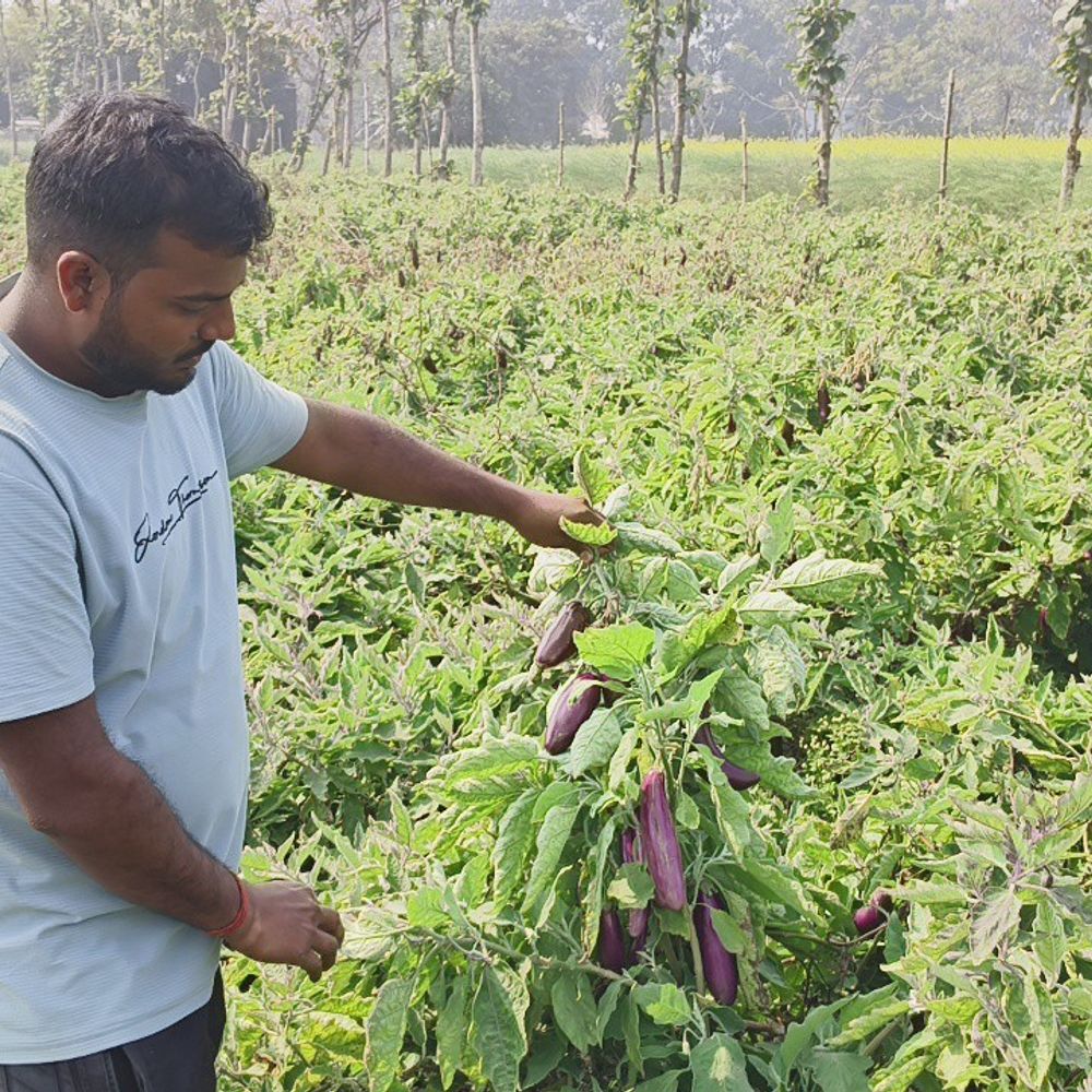 युवा किसान बैंगन की खेती से कमा रहे लाखों:मुंबई से लौटकर डेढ़ बीघा में खेती कर चार लोगों को दिया रोजगार