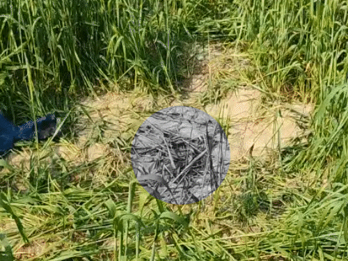 7 साल की भतीजी की रेप के बाद हत्या:देवरिया में खेत में दरिंदगी, लाश नदी में फेंकी; पत्नी बोली- मौत की सजा मिले