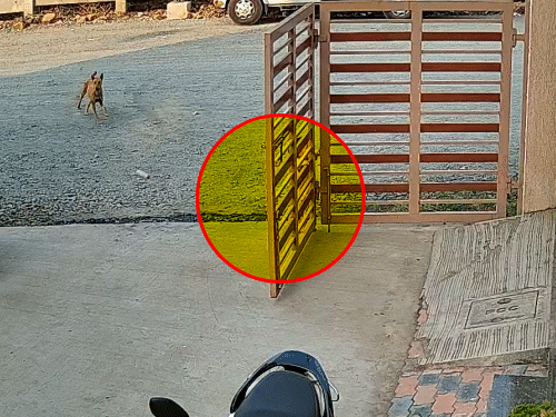 सूरत में 2 वर्षीय बच्ची पर तीन कुत्तों का हमला:सोसाइटी में खेल रही थी, अचानक तीन आवारा कुत्ते झपट पड़े, किया लहूलुहान