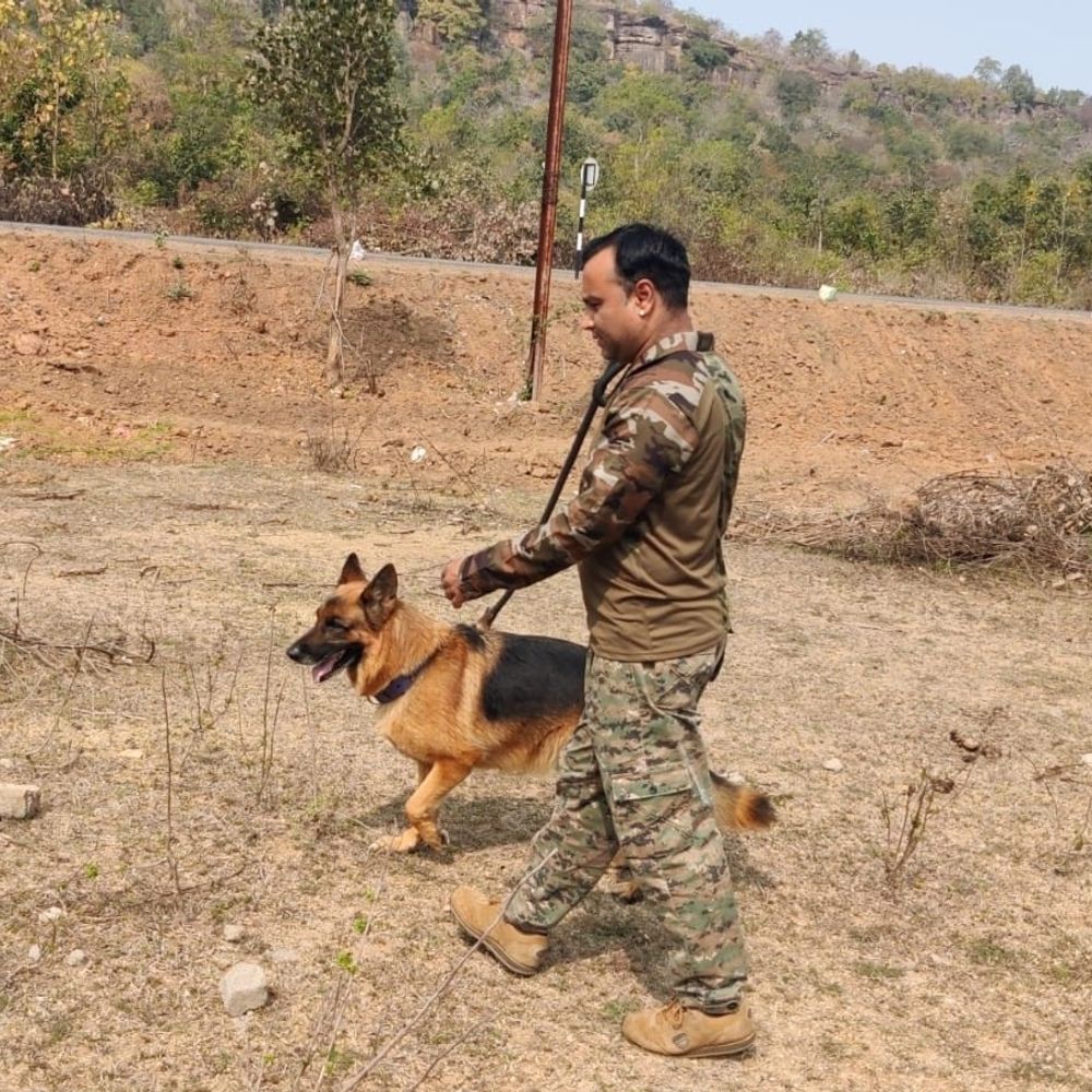 रायसेन में वाहन की टक्कर से घायल तेंदुए की तलाश:  ड्रोन और डॉग स्क्वॉड की मदद से सर्च कर रहे 70 वनकर्मी – Raisen News