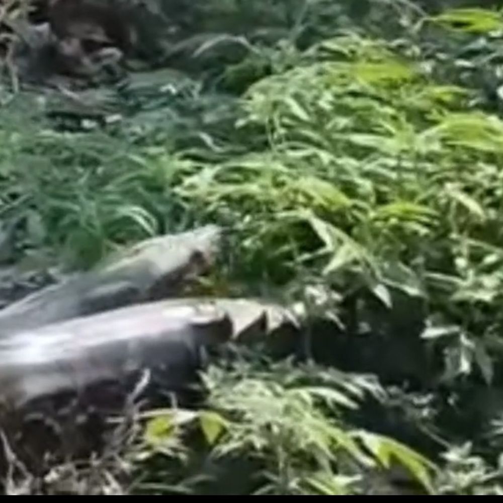 देवरिया में सड़क पर 15 फीट लंबा अजगर दिखा:लोगों ने देखते ही रोकी गाड़ियां, कुछ देर बाद सरसो के खेत में चला गया