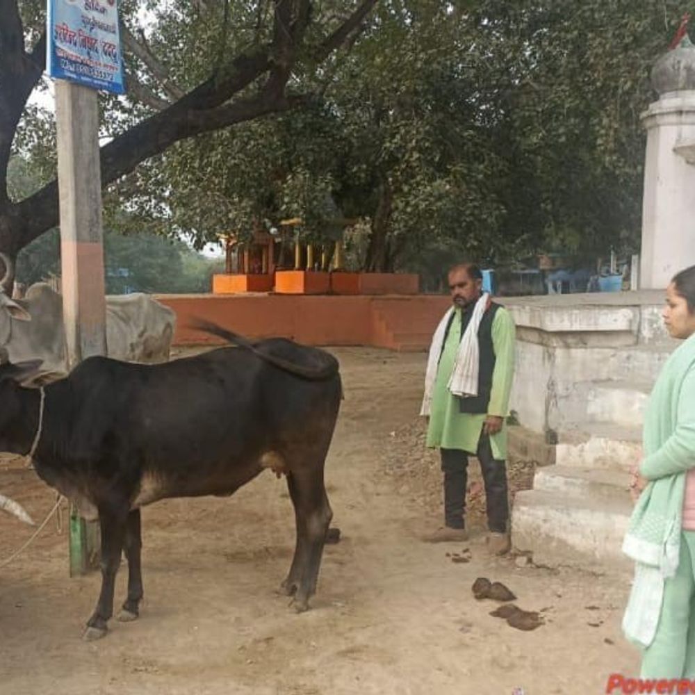 फतेहपुर में टैग लगे मृत बैल का मामला:पशुपालन विभाग ने जांच रिपोर्ट जारी की, वायरल दावा भ्रामक
