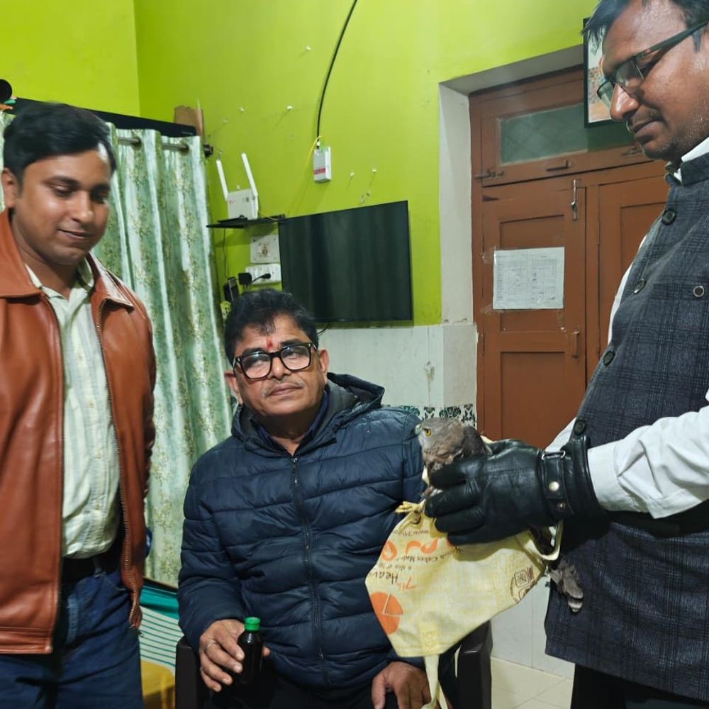 शिक्षक ने बचाई दुर्लभ शिकारा पक्षी की जान:कुशीनगर में वन विभाग को सौंपा, इलाज जारी