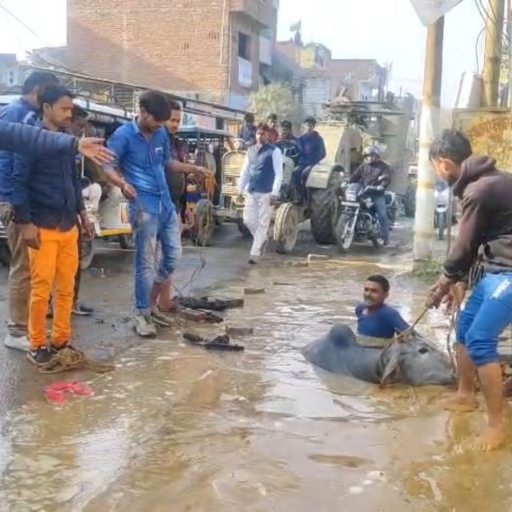 सीतापुर में गैस पाइपलाइन के गड्ढे में गिरी गाय:स्थानीय लोगों ने सुरक्षित निकाला, पहले बाइक सवार भी हुआ था घायल