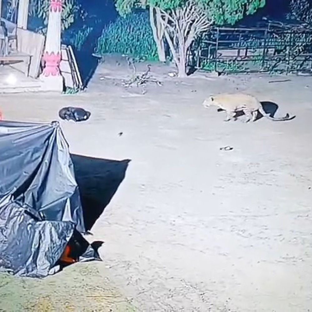 तेंदुए ने 10 सेकंड में कुत्ते की गर्दन तोड़ी, VIDEO:पीलीभीत में फार्म हाउस पर धावा बोला, दीवार फांदकर अंदर घुसा था