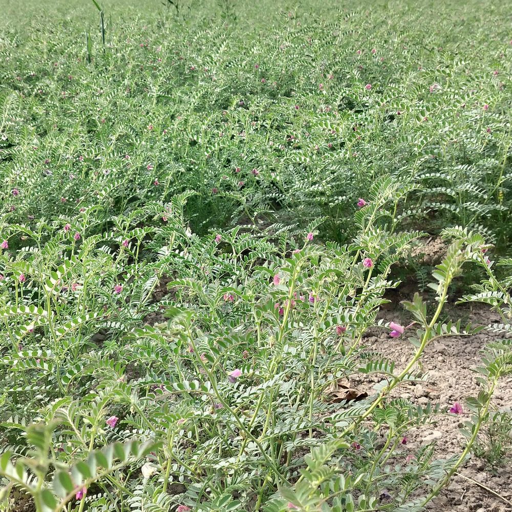 अयोध्या में चने की खेती का रकबा बढ़ा:7435 हेक्टेयर में फसल, फूल आने पर सूंडी कीट से बचाव के उपाय