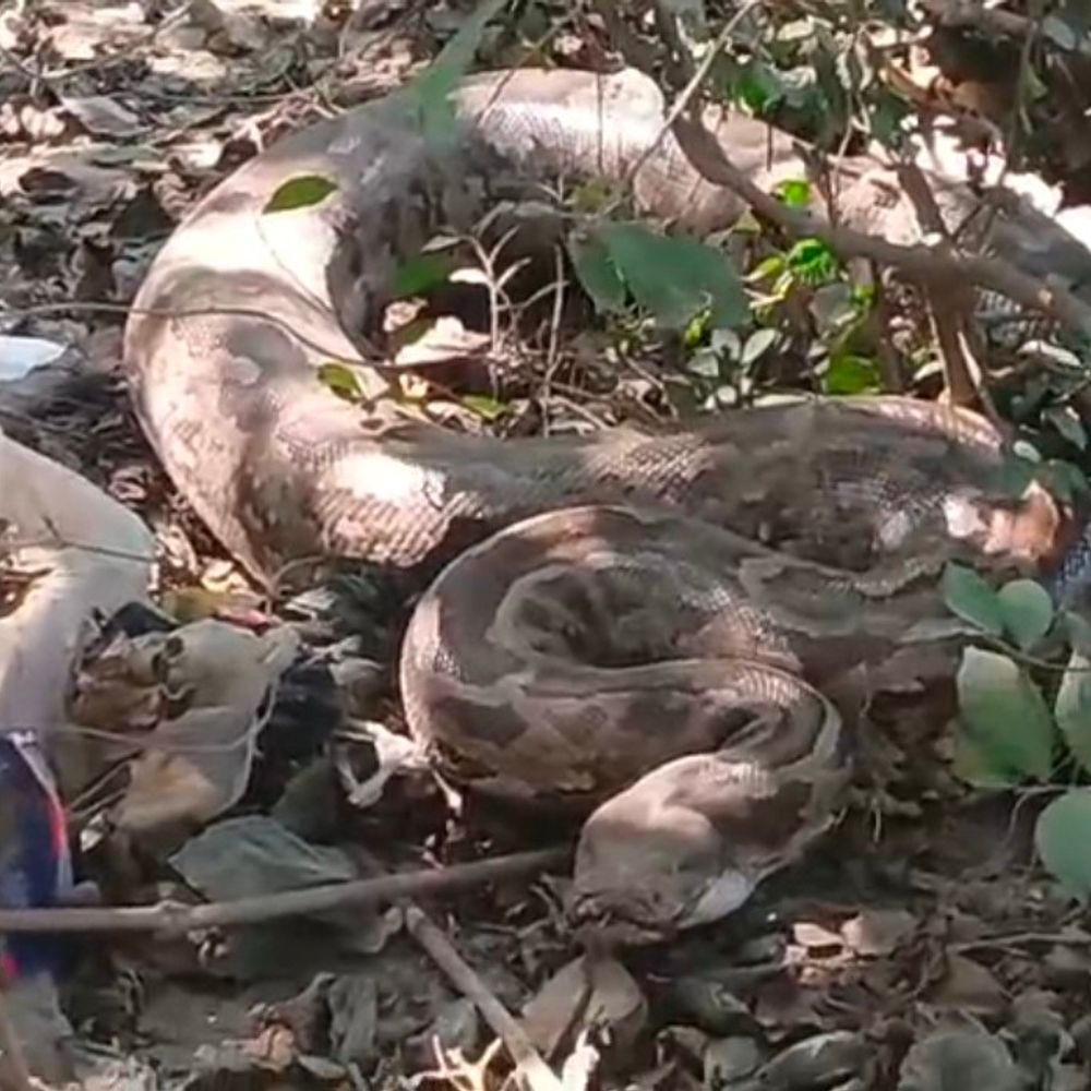 रायबरेली में 15 फीट लंबा अजगर दिखा:वन विभाग और पुलिस ने एक घंटे में पकड़ा, गांव में हड़कंप