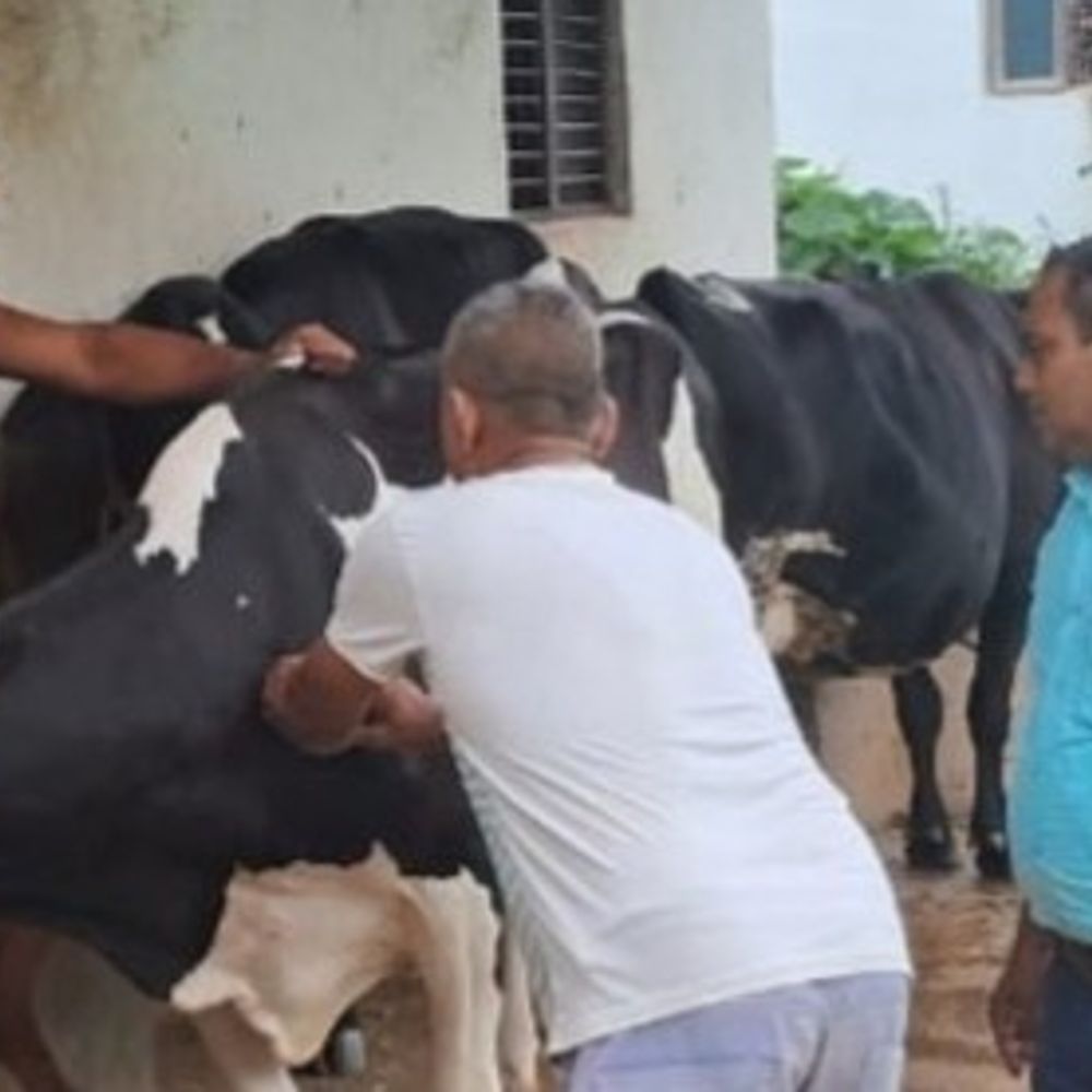 अयोध्या में खुरपका-मुंहपका टीकाकरण अभियान:4.32 लाख पशुओं को टीका लगाने का लक्ष्य, 10 मार्च तक चलेगा