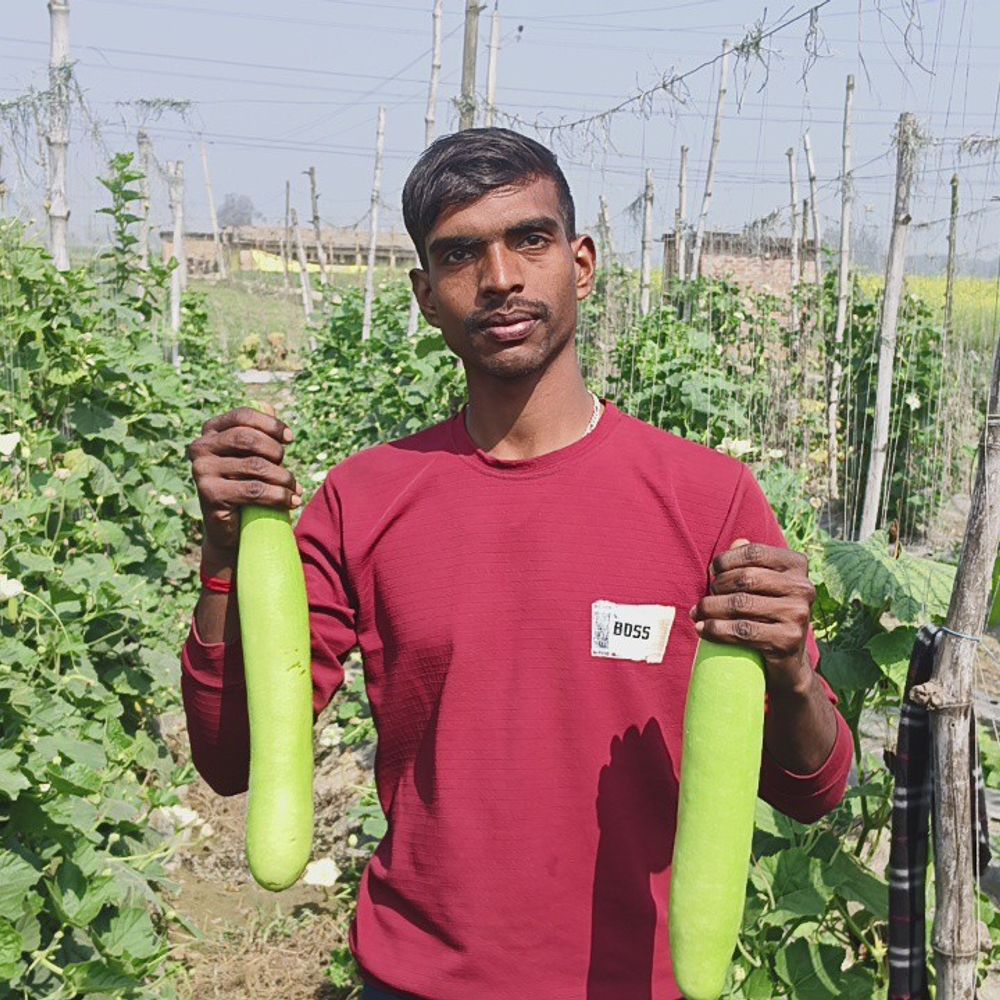 मऊ के किसान लौकी से कमा रहे बंपर मुनाफा:मचान विधि और BNR सरिता वैरायटी से मिल रहा लागत का कई गुना लाभ