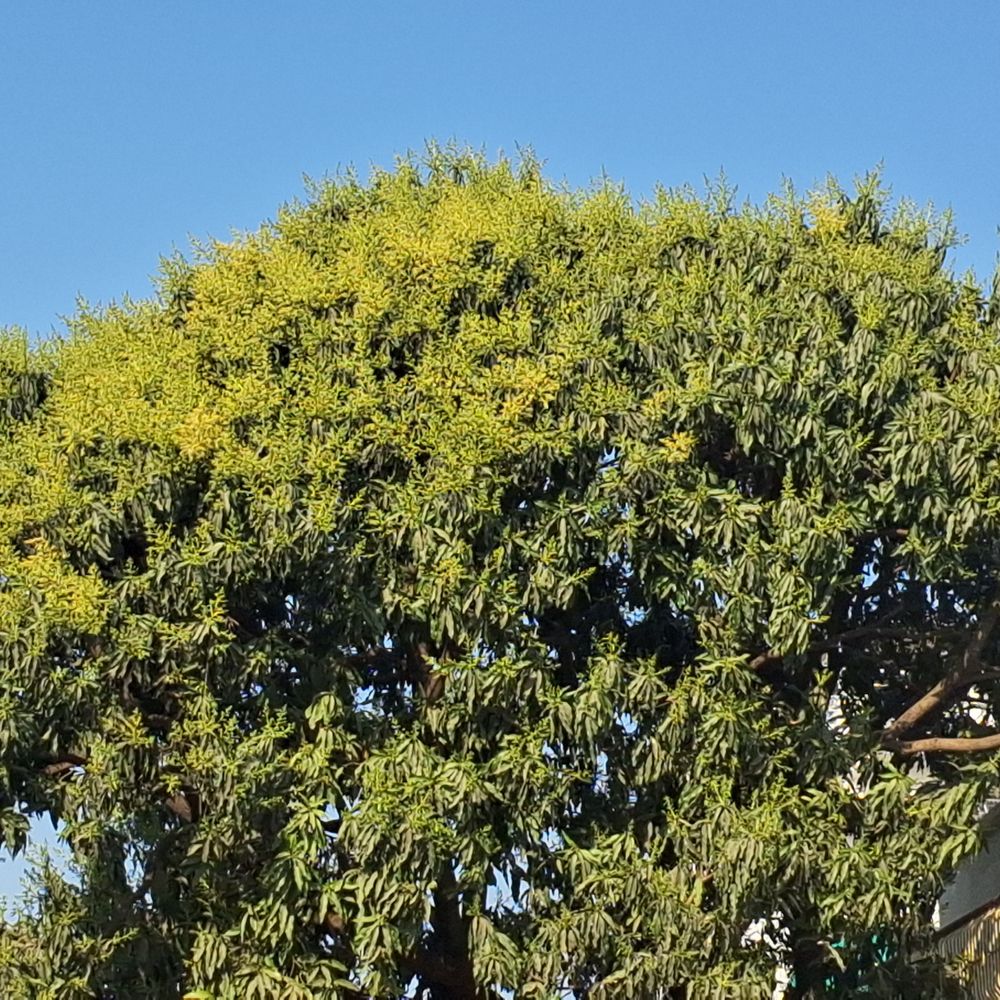 फाल्गुन में आम के पेड़ों पर बौर, बागों में महक:बागवानों को अच्छी पैदावार की उम्मीद, फलों का मौसम शुरू