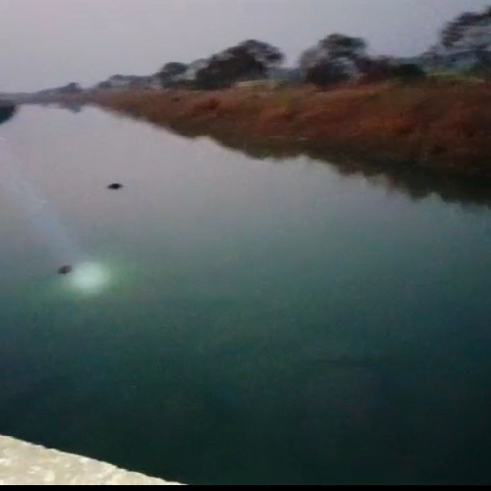 इंदिरा नहर में बहते मिले सैकड़ों गोवंश के शव:राहगीरों की सूचना पर प्रशासन जागा, बजरंग दल ने किया प्रदर्शन