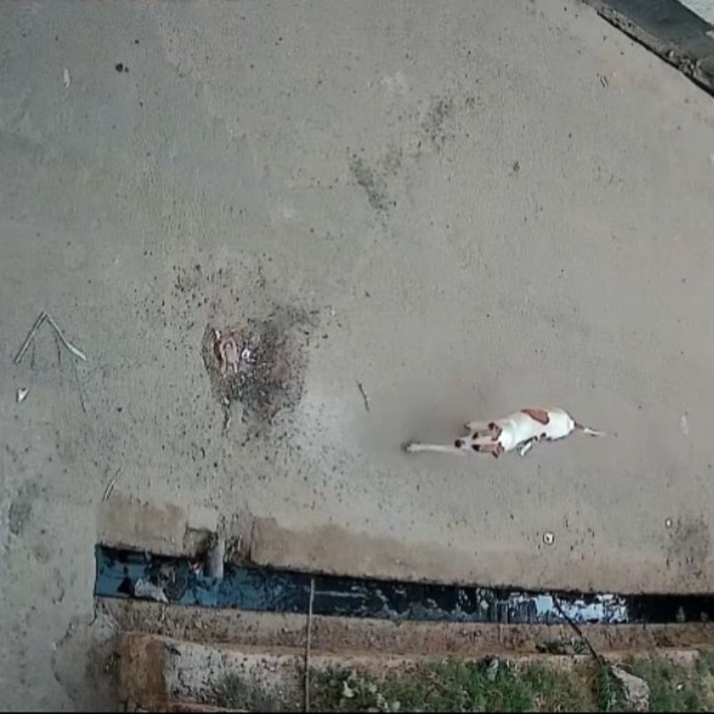 बदायूं में फीमेल डॉग को चाकू मारा, VIDEO:घर से चीखते हुए बाहर निकली, पीठ में धंसा हुआ था चाकू, केस तक दर्ज नहीं